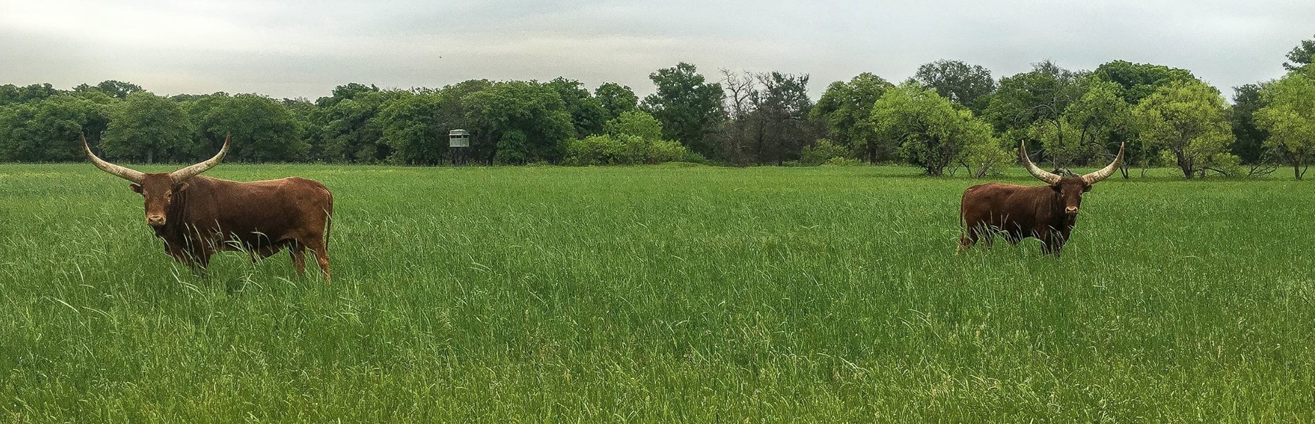 The History of Montgomery Properties Ranch