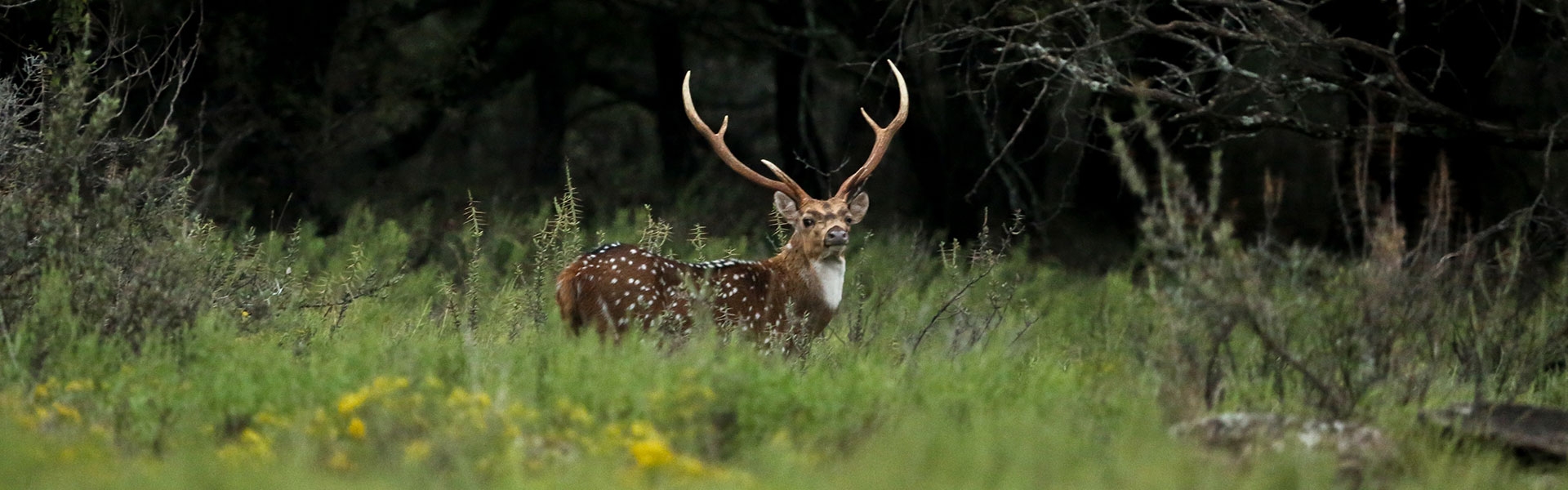 Texas Exotic Hunts Close to DFW