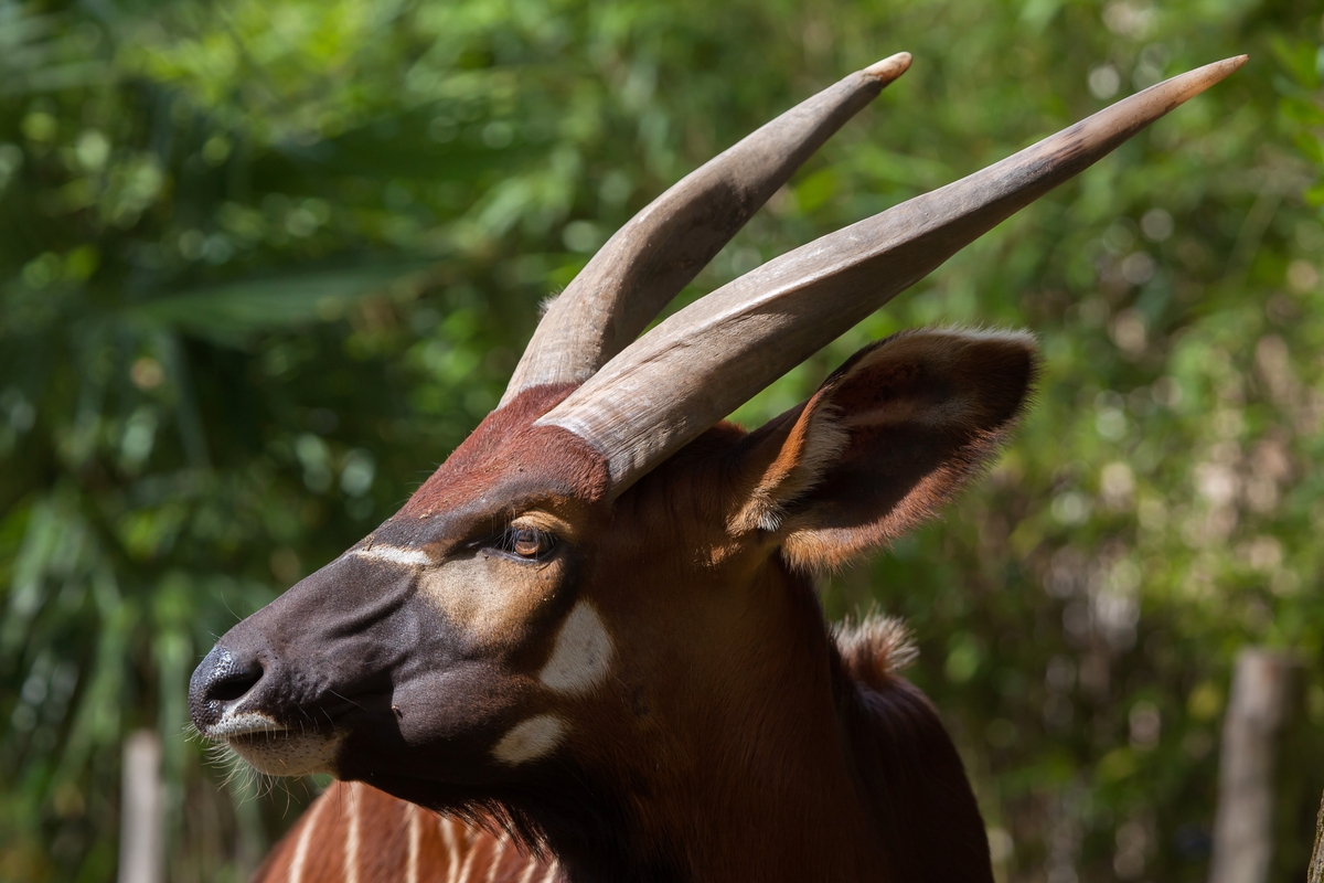 Exotic Animals In South Texas