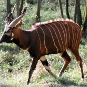 Bongo