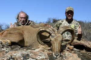 Aoudad Sheep