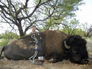 Bison