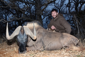 Black Wildebeest