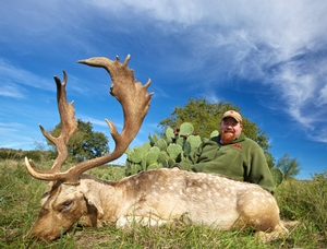 Fallow Deer