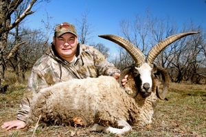 Jacob's Four Horn Sheep