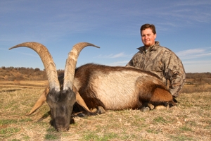 Hybrid Ibex