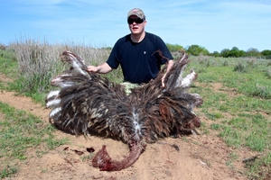 Ostrich