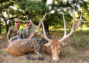 Pere David's Deer