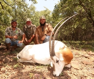 Scimitar Oryx<br>$7,500