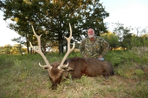 Sika Deer