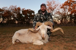 Texas Dall Sheep<br>$4,500