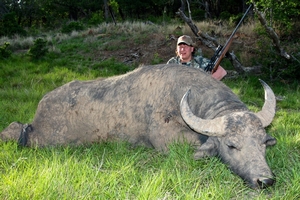 Asian Water Buffalo