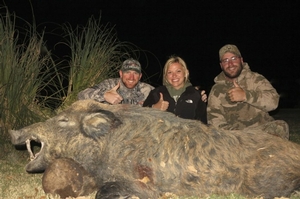 Wild Boar
