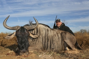 Blue Wildebeest